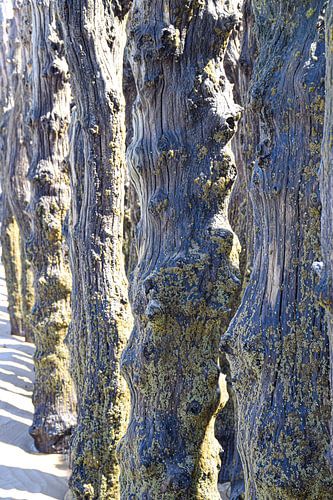 Getijdenkunst: Houten Palen aan de Kust van Saint-Malo