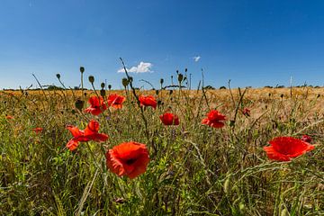 rode papaver in het gerstveld van GH Foto & Artdesign