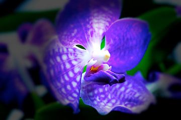 orchid van Gerard Stokhuyzen