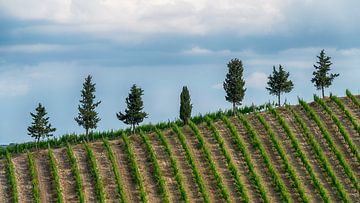 Row of trees in Tuscany by Mark Bolijn