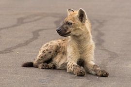 Young hyena keeps watch by Marijke Arends-Meiring