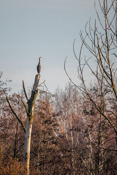 On the lookout by Sven Scraeyen