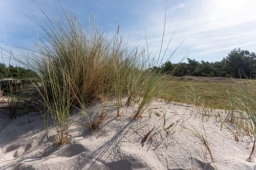 Dünen mit Strandgras am Strand der Ostsee, Halbinsel Darß. Nat