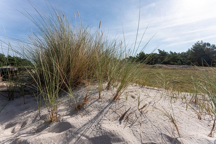 Dünen mit Strandgras am Strand der Ostsee, Halbinsel Darß. Nat von Thilo Wagner