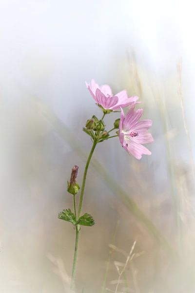 Life is beautiful II ... by Bob Daalder