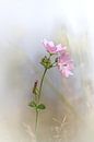 Life is beautiful II ... by Bob Daalder thumbnail