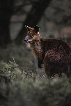 The kangaroo in the beautiful autumn light