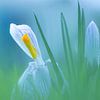 crocus dansant sur Marjorie Ruts