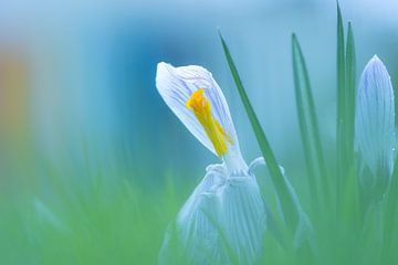 dancing crocus by Marjorie Ruts