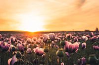 Bloemenzee - Een veld met klaprozen bij zonsopgang