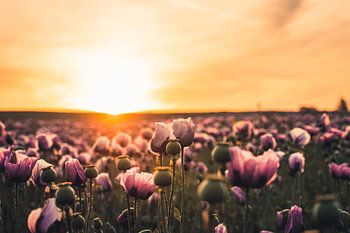 Sea of ​​flowers - A field of poppies at sunrise