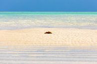 Un morceau de plage paradisiaque et reposant à Zanzibar par Michiel Ton Aperçu