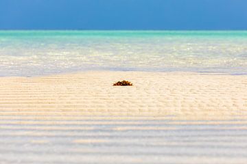 Paradijs achtig rustgevend stukje strand op Zanzibar van Michiel Ton