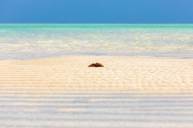 Un morceau de plage paradisiaque et reposant à Zanzibar par Michiel Ton