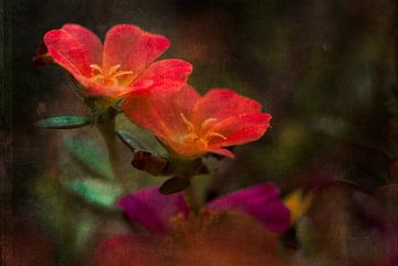 Portulaca in deep orange von Greetje van Son