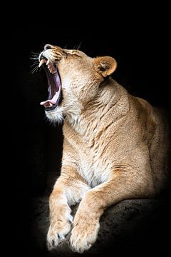 Roaring lioness against black background by Victor van Dijk