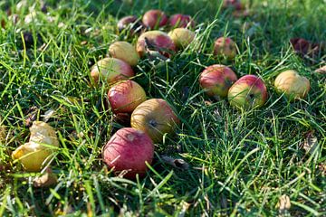 Appels in een weide boomgaard van Heiko Kueverling