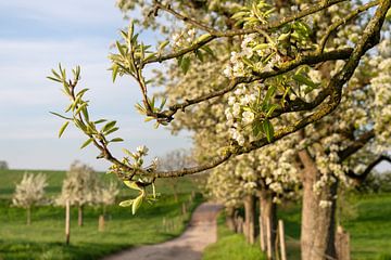 Fruitboom bloesem in de lente, Bergisches Land, Duitsland van Alexander Ludwig