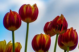 Man muss nicht perfekt sein, um schön zu sein von Truckpowerr