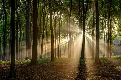 Light beams by Luuk Belgers