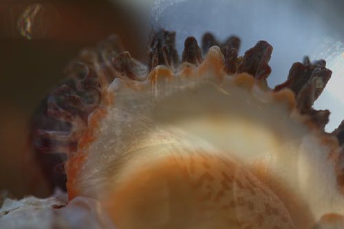 Abstracte fotografie | Moderne vormen en lijnen | Schelpen in tinten Bruin