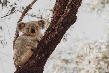Koala rustend in de eucalyptus boom II