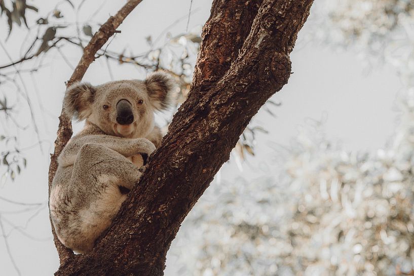 Koala im Eukalyptusbaum ruhend II von Geke Woudstra