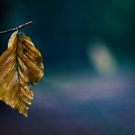 beautiful autumn leaf by Marloes Hoekema