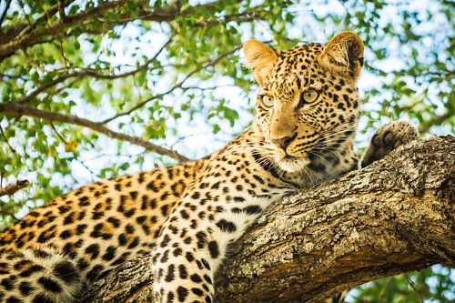 Junger Leopard im Baum