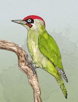 Groene specht