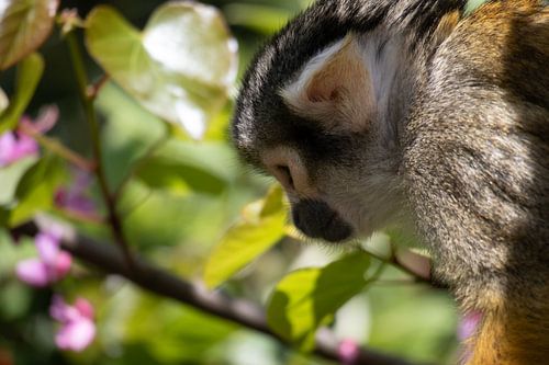 Peruaans doodshoofdaapje