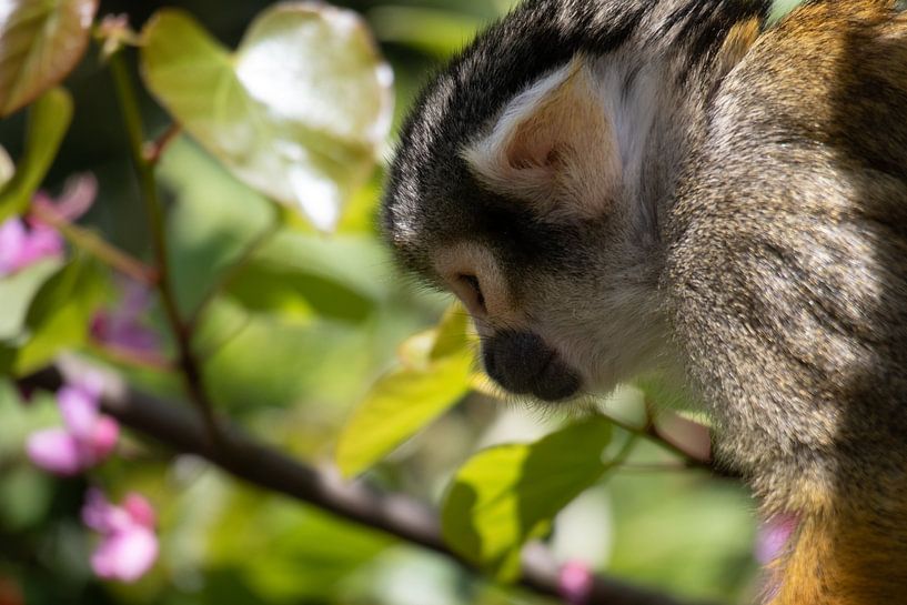 Peruvian squirrel monkey by Callista de Sterke