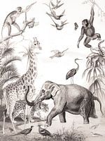 Wilde dieren poster kinderkamer vintage