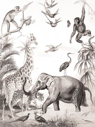 Poster animaux sauvages nursery vintage