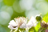 Witte bloem von Kees-Jan Pieper Miniaturansicht