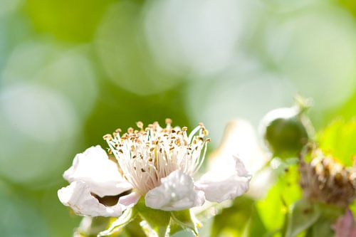 Witte bloem
