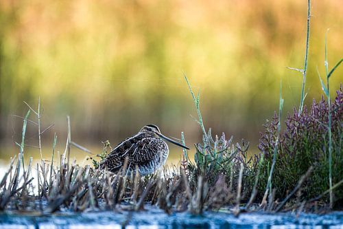 Schnepfe im Morgenlicht