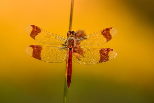 Bandheidelibel an einem Schilfhalm hängend von Susan van Etten