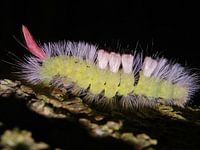 Rups