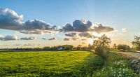 Dutch meadow