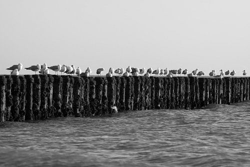 Meeuwen op een golfbreker