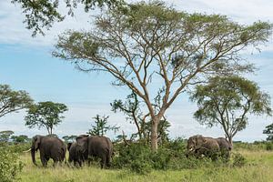 Afrikaanse Olifant