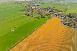 Blühende Tulpen auf einem Feld in Holland von Sjoerd van der Wal Fotografie