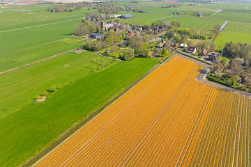 Tulpen in bloei in een veld in Nederland van Sjoerd van der Wal Fotografie