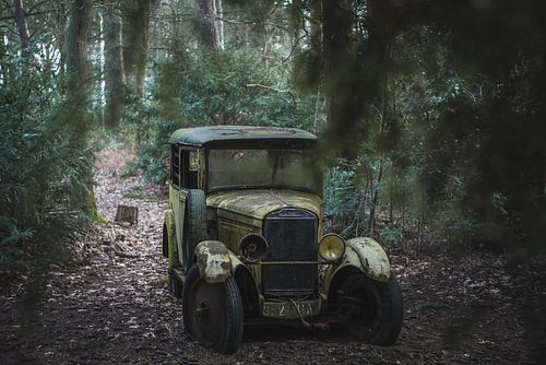 Forgotten old timer in forest