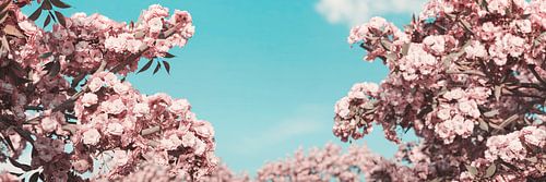 Japanse kersenbloesems tegen blauwe lucht