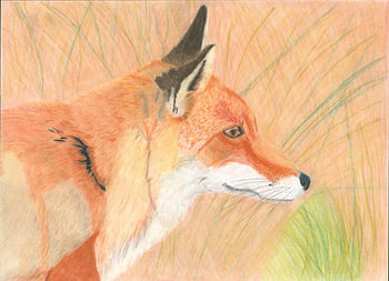 Portrait of a fox in pastel pencil