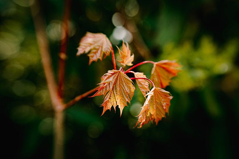 Strong Flora by Hiske Boon