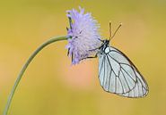 Groot geaderd witje / Black veined white butterfly haning on a flower van Elles Rijsdijk thumbnail