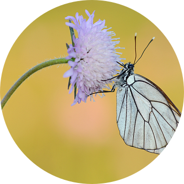 Groot geaderd witje / Black veined white butterfly haning on a flower van Elles Rijsdijk